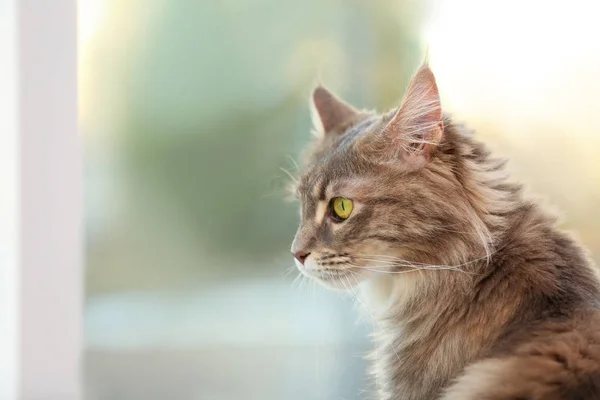 Αξιολάτρευτο Maine Coon Γάτα Κοντά Στο Παράθυρο Στο Σπίτι Χώρο — Φωτογραφία Αρχείου