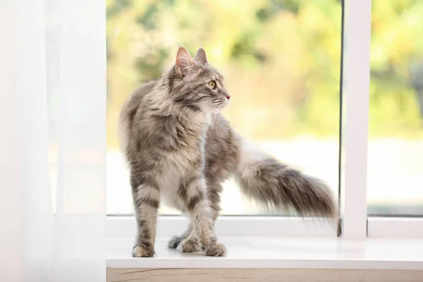 Αξιολάτρευτο Maine Coon Γάτα Στο Περβάζι Του Παραθύρου Στο Σπίτι — Φωτογραφία Αρχείου