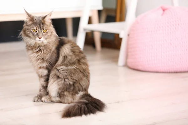 Entzückende Maine Coon Katze Auf Dem Boden Hause Raum Für — Stockfoto