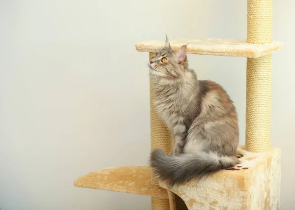 Adorable Maine Coon Árbol Del Gato Casa Espacio Para Texto — Foto de Stock