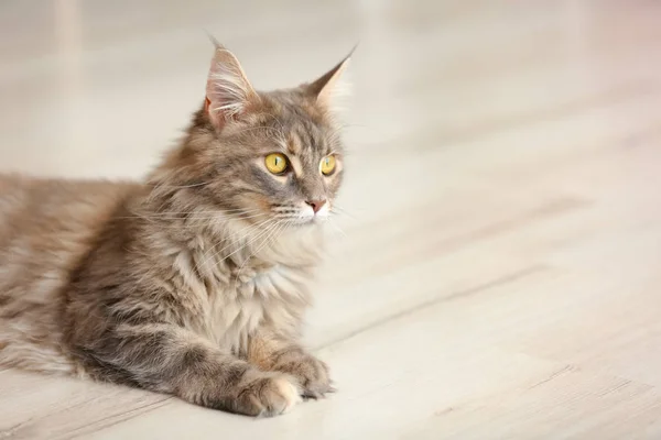 Suloinen Maine Coon Kissa Lattialla Kotona Tekstitila — kuvapankkivalokuva