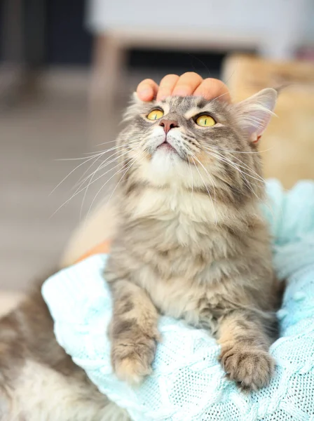 Frau Mit Entzückender Maine Coon Katze Hause Nahaufnahme — Stockfoto