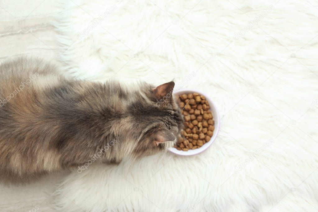 Adorable Maine Coon cat near bowl of food on fluffy rug at home, top view. Space for text