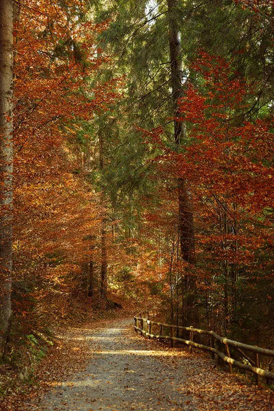 秋の森と経路の美しい風景 — ストック写真