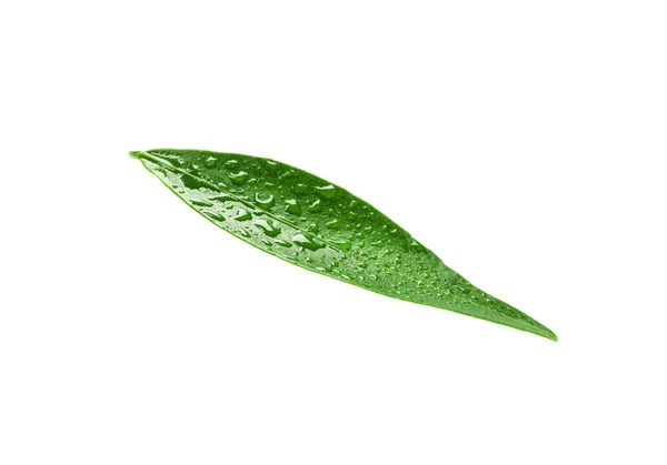 Folha Tangerina Verde Fresca Com Gotas Água Fundo Branco — Fotografia de Stock