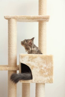 Çok güzel Maine Coon Kedi ağaç evde üzerinde