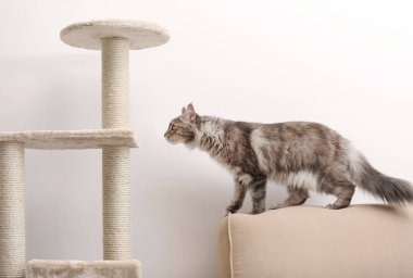 Çok güzel Maine Coon Kedi ağaç evde yakınındaki