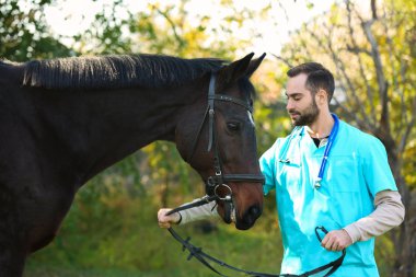 Veteriner ile güzel kahverengi at açık havada üniformalı