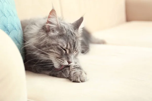 Adorable Maine Coon cat cleaning itself on couch at home. Space for text