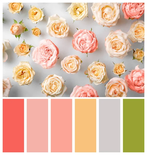 Beautiful Rose Flowers Light Background Flat Lay Palette Living Coral — Stock Photo, Image