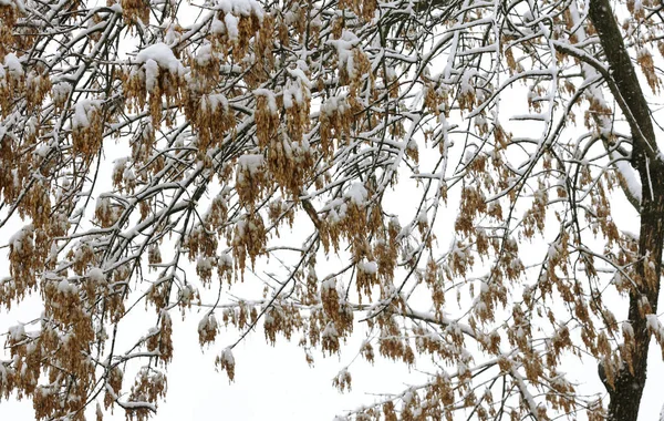 美丽的树荫下覆盖着天空的雪 — 图库照片