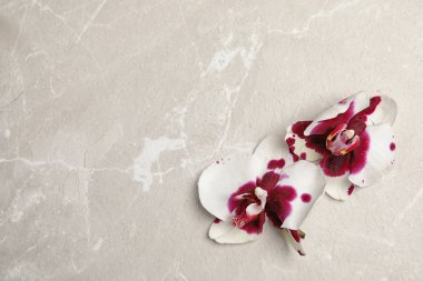 Açık renkli, üstten görünüm üzerinde güzel tropikal orkide çiçekler. Metin için yer