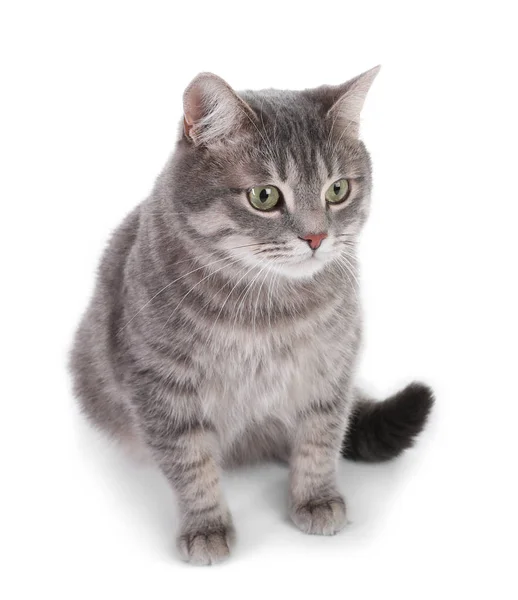 白色背景下的灰斑猫的肖像 可爱的宠物 — 图库照片