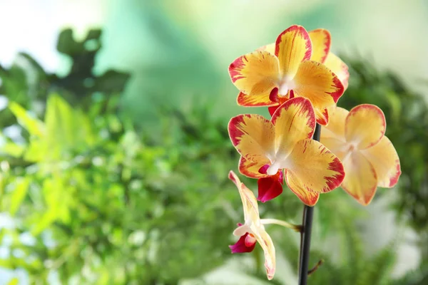 Vacker Tropisk Orkidé Blommor Suddig Bakgrund Utrymme För Text — Stockfoto