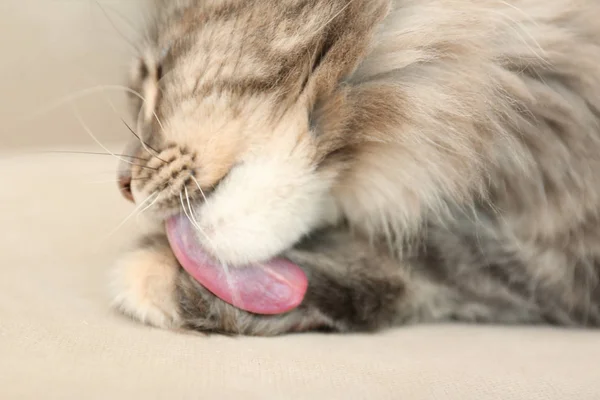 Rozkošný Maine Coon Kočka Čištění Sám Doma Closeup — Stock fotografie