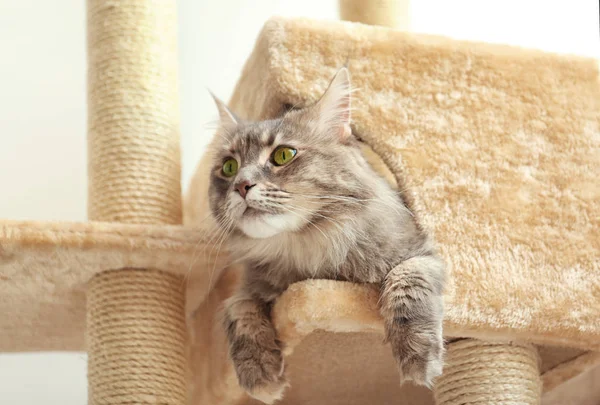 Adorable Maine Coon Árbol Gato Casa — Foto de Stock