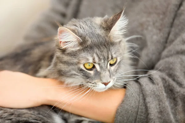 Frau Mit Entzückender Maine Coon Katze Nahaufnahme Haustier — Stockfoto