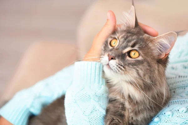 Frau Mit Entzückender Maine Coon Katze Hause Nahaufnahme Raum Für — Stockfoto