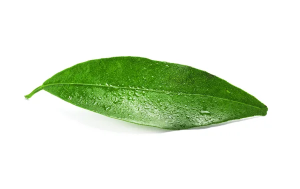 Folha Tangerina Verde Fresca Com Gotas Água Fundo Branco — Fotografia de Stock