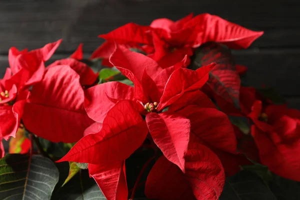 Poinsettia Flor Tradicional Navidad Sobre Fondo Madera Primer Plano —  Fotos de Stock