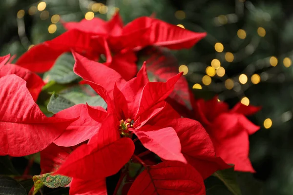 Hermosa Poinsettia Sobre Fondo Borroso Flor Tradicional Navidad —  Fotos de Stock