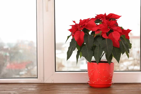 Gyönyörű Mikulásvirág Hagyományos Karácsonyi Virág Pot Ablakpárkányon Hely Szöveg — Stock Fotó
