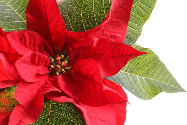 Hermosa Poinsettia Sobre Fondo Blanco Primer Plano Flor Tradicional Navidad —  Fotos de Stock