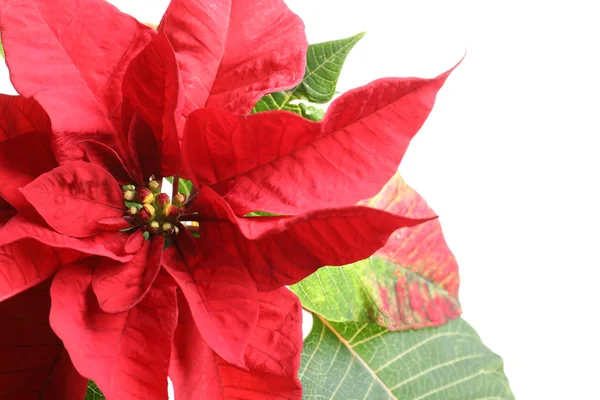 Bellissima Poinsettia Vista Vicino Fiore Natale Tradizionale — Foto Stock