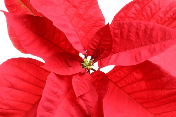 Hermosa Poinsettia Vista Cerca Flor Tradicional Navidad — Foto de Stock