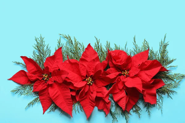 Lägenheten Låg Sammansättning Med Julstjärna Färgbakgrund Traditionell Jul Blomma — Stockfoto