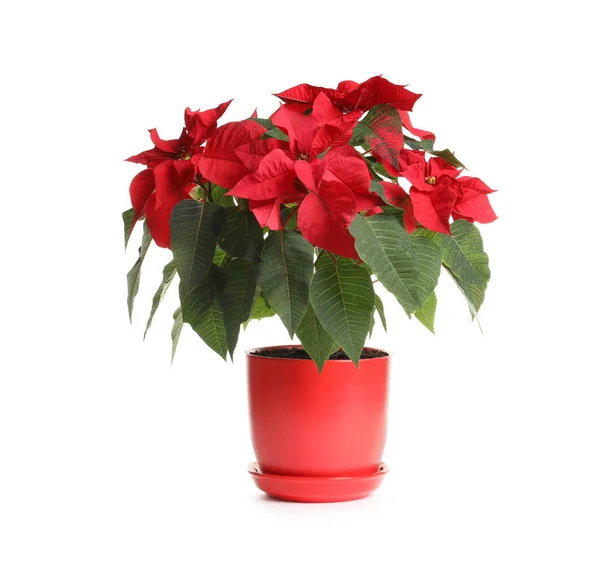 Pot Avec Poinsettia Fleur Noël Traditionnelle Sur Fond Blanc — Photo