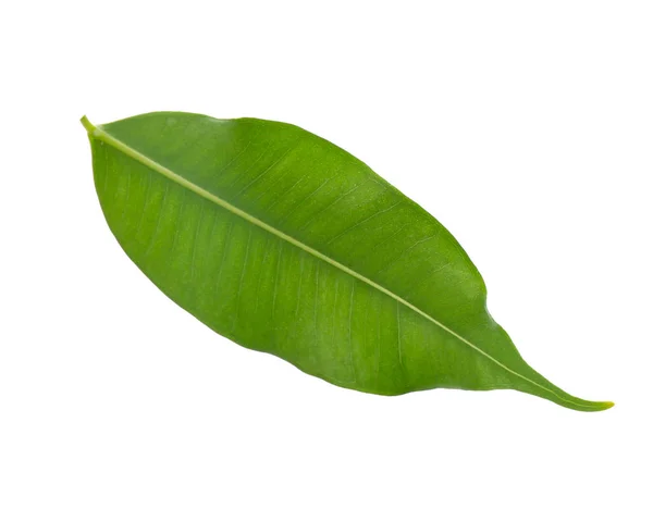 Verse Groene Ficus Leaf Witte Achtergrond — Stockfoto