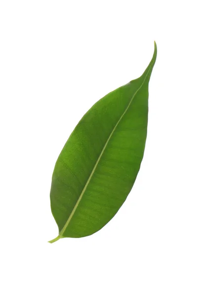 Fresh Green Ficus Leaf White Background — Stock Photo, Image