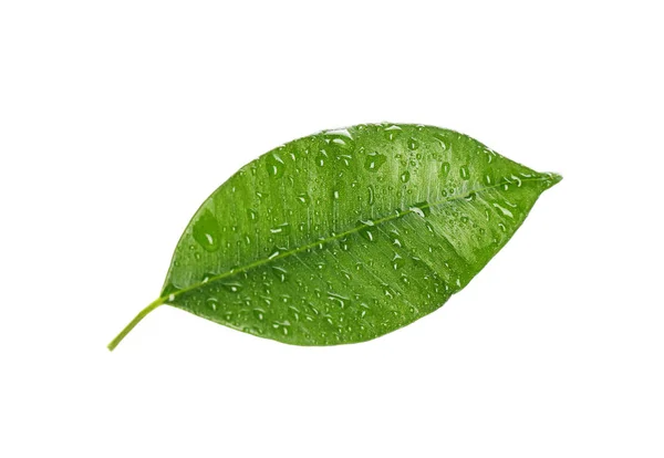 Folha Ficus Verde Fresco Fundo Branco — Fotografia de Stock