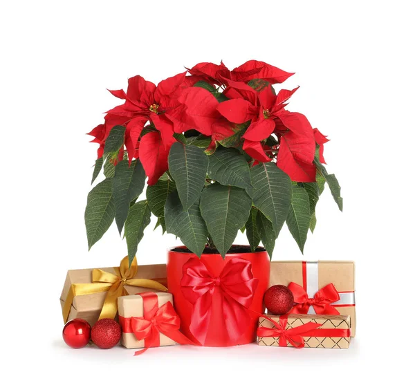 Pot Poinsettia Traditional Christmas Flower Gift Boxes White Background — Stock Photo, Image