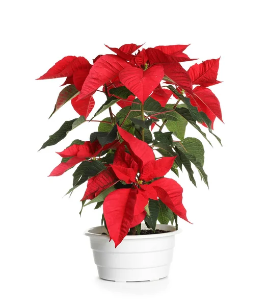 Vaso Con Poinsettia Fiore Tradizionale Natale Sfondo Bianco — Foto Stock