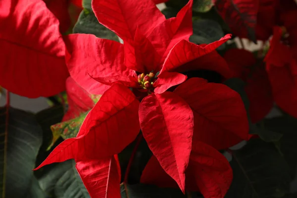 Vista Cerca Poinsettia Flor Tradicional Navidad — Foto de Stock