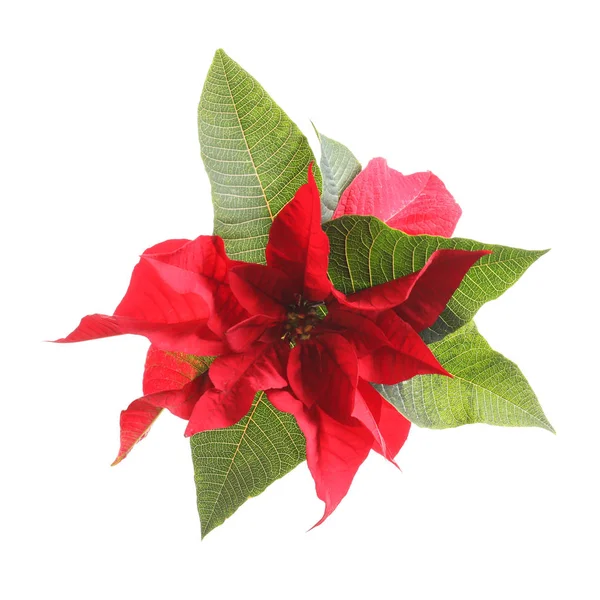 Mooie Poinsettia Witte Achtergrond Traditionele Kerst Bloem — Stockfoto