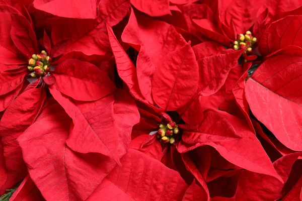 Hermosa Poinsettia Como Fondo Vista Superior Flor Tradicional Navidad — Foto de Stock