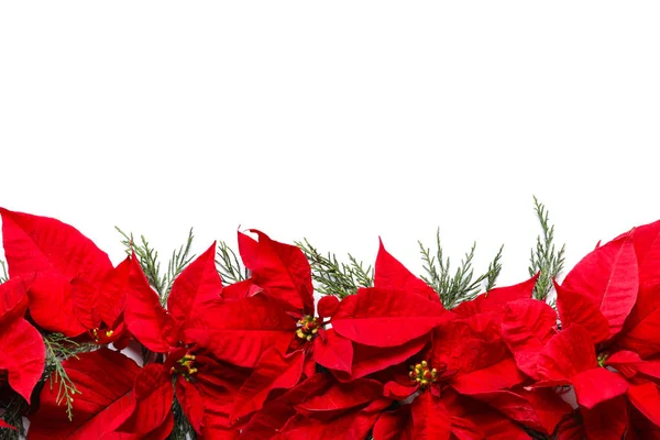 Lapos Laikus Összetétele Mikulásvirág Hely Szöveg Fehér Háttéren Hagyományos Karácsonyi — Stock Fotó