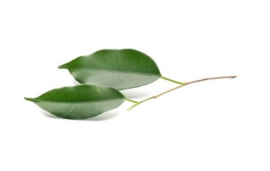 Taze yeşil ficus beyaz arka plan üzerinde bırakır