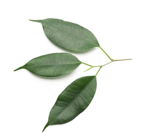 Φρέσκο Πράσινο Ficus Αφήνει Λευκό Φόντο — Φωτογραφία Αρχείου
