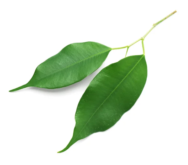 Fresh green ficus leaves on white background, top view