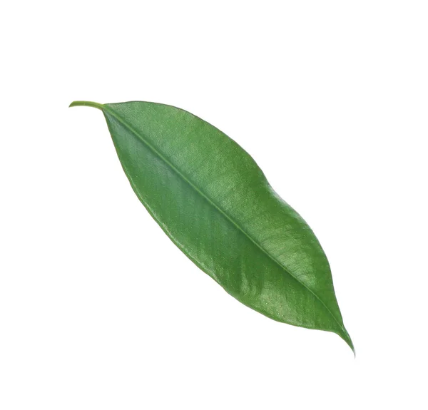 Folha Ficus Verde Fresco Fundo Branco — Fotografia de Stock