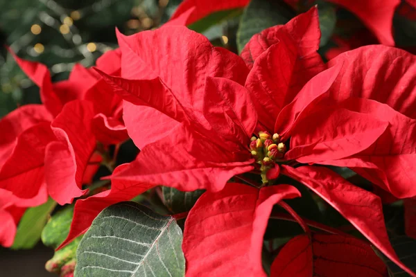 Bela Poinsétia Vista Perto Flor Natal Tradicional — Fotografia de Stock