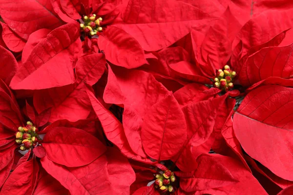 Hermosa Poinsettia Como Fondo Vista Superior Flor Tradicional Navidad — Foto de Stock