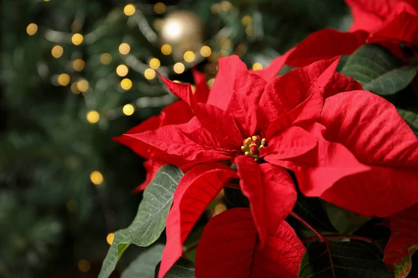 Bellissima Poinsettia Spazio Testo Sfondo Sfocato Fiore Natale Tradizionale — Foto Stock