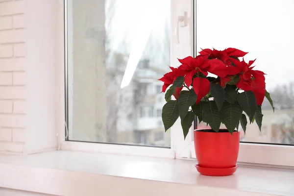 Bela Poinsettia Flor Natal Tradicional Vaso Peitoril Janela Espaço Para — Fotografia de Stock