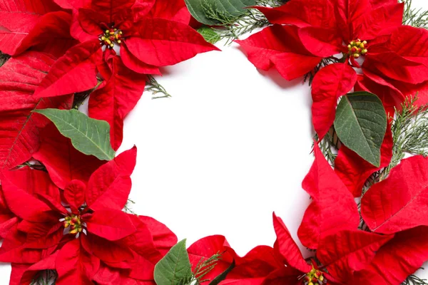 Composizione Flat Lay Con Poinsettia Spazio Testo Sfondo Bianco Fiore — Foto Stock