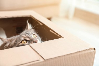 Karton kutu evde delikten bakan sevimli Maine Coon Kedi